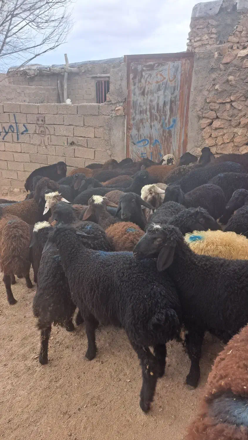 ۵۵ راس نر|حیوانات مزرعه|بوئین زهرا, |دیوار