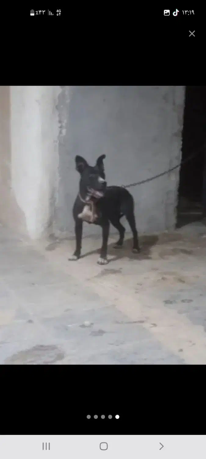 سگ پیتبول ماده واگذاری|سگ|خرمشهر, |دیوار