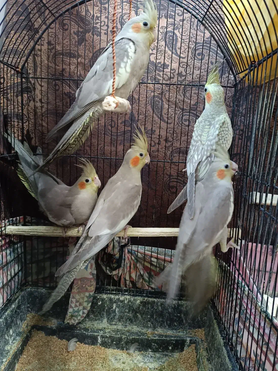 فروش عروس هلندی پنج شیش ماهه|پرنده|تنکابن, |دیوار