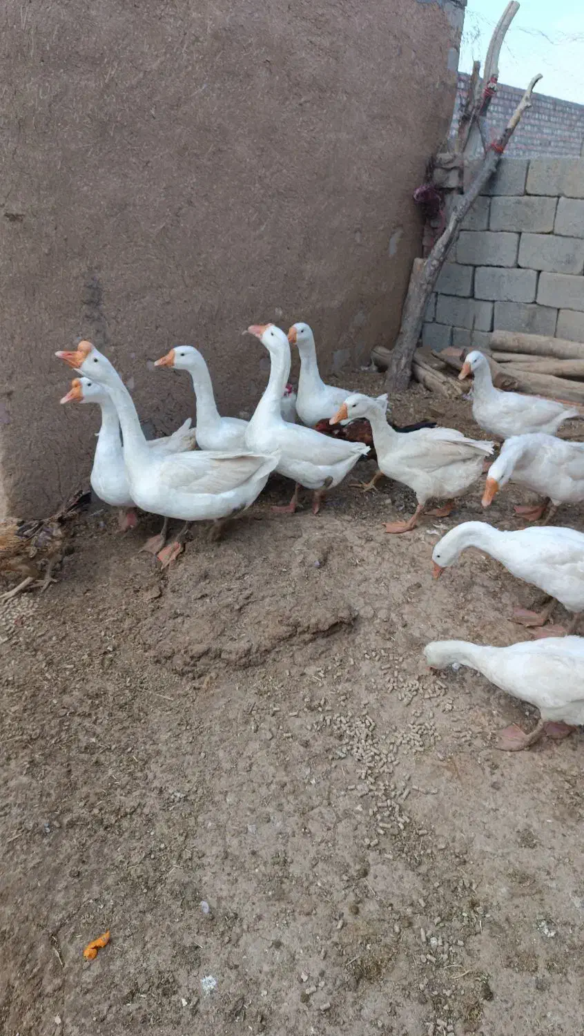 10عدد قوغاز قیمت دونه 1500|حیوانات مزرعه|سیمینه, |دیوار