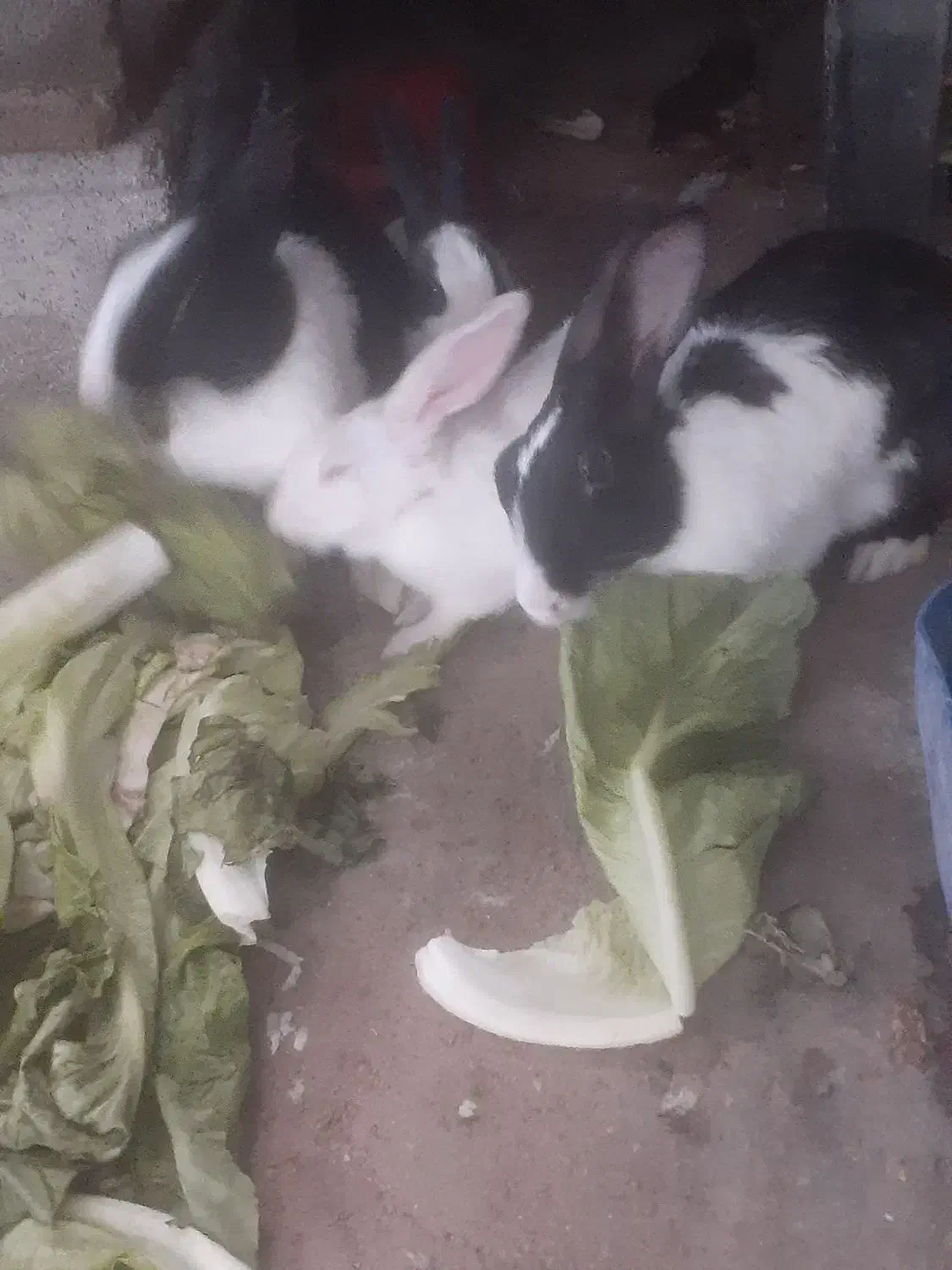 خرگوش|موش و خرگوش|رامشیر, |دیوار