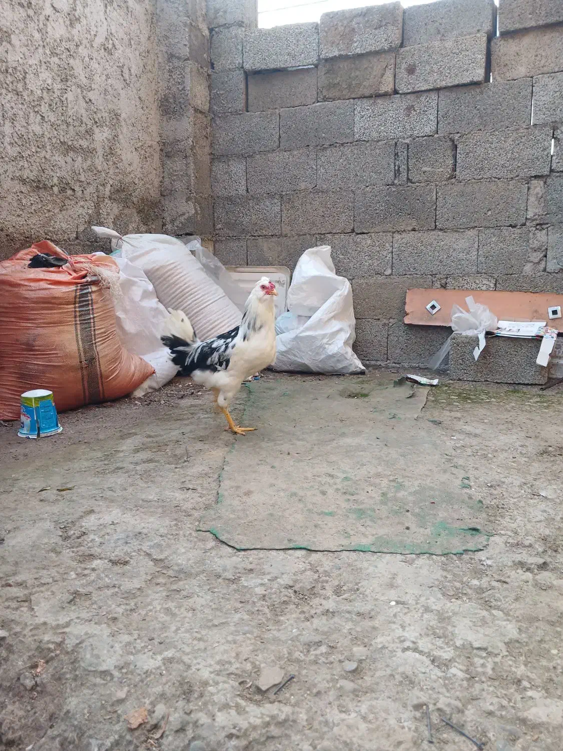 نیمچه گلین لری اصل|حیوانات مزرعه|رشت, حمیدیان|دیوار