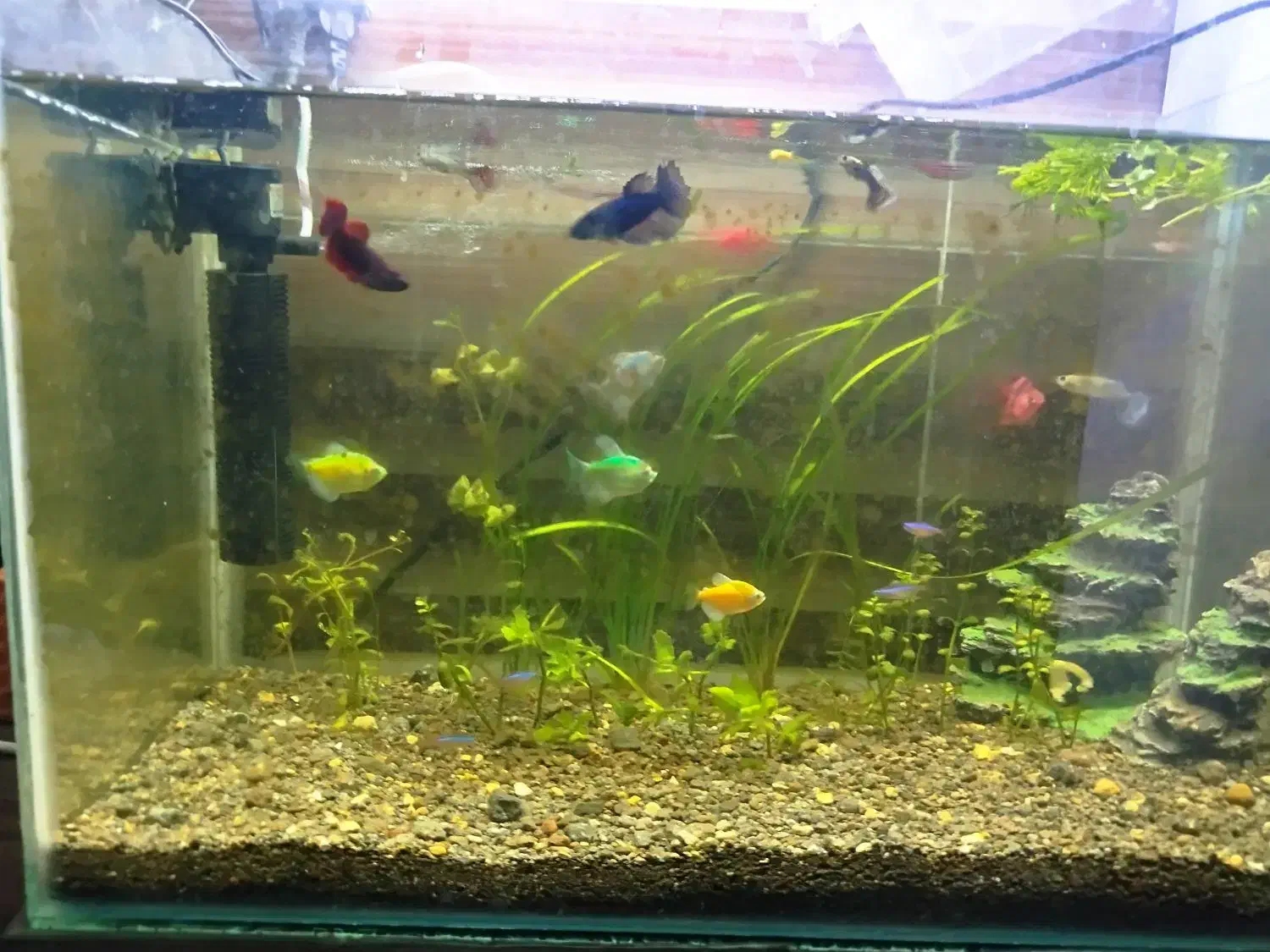 اکواریوم|ماهی|مشگین شهر, |دیوار