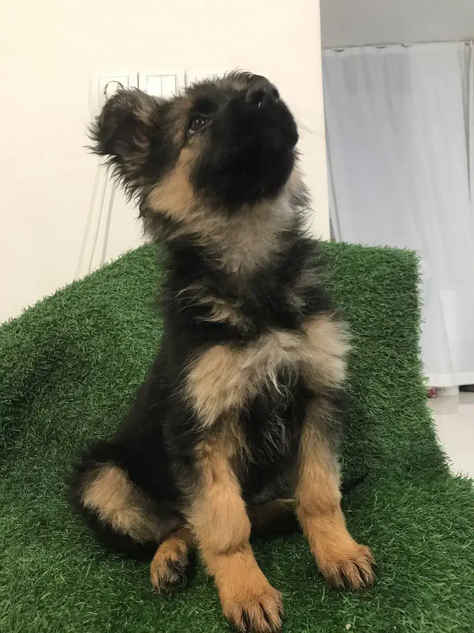 توله ژرمن شپرد شولاین به صورت چکی|سگ|گلپایگان, |دیوار