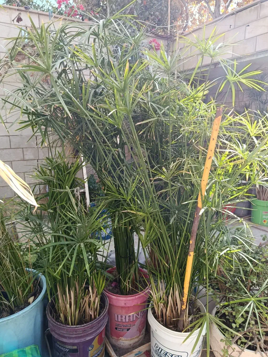 نخل مرداب|گل و گیاه طبیعی|شیراز, شیخ روزبهان|دیوار