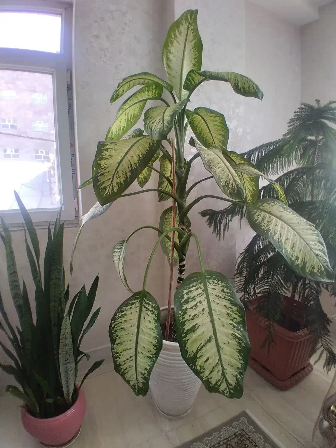 گل مطبق ۷ طبقه سالم وسلامت|گل و گیاه طبیعی|خلخال, |دیوار