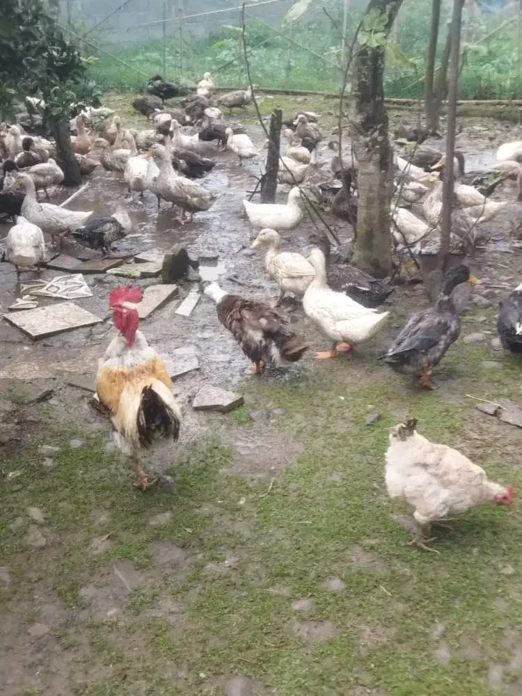 فروش کلی و تکی اردک محلی،پکنی،هوایی|حیوانات مزرعه|رودسر, |دیوار