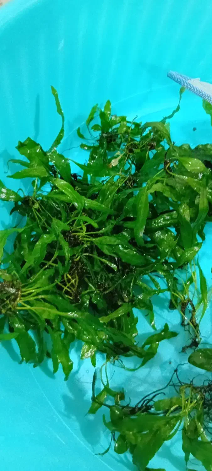 گیاه اکواریوم|ماهی|مسجد سلیمان, |دیوار