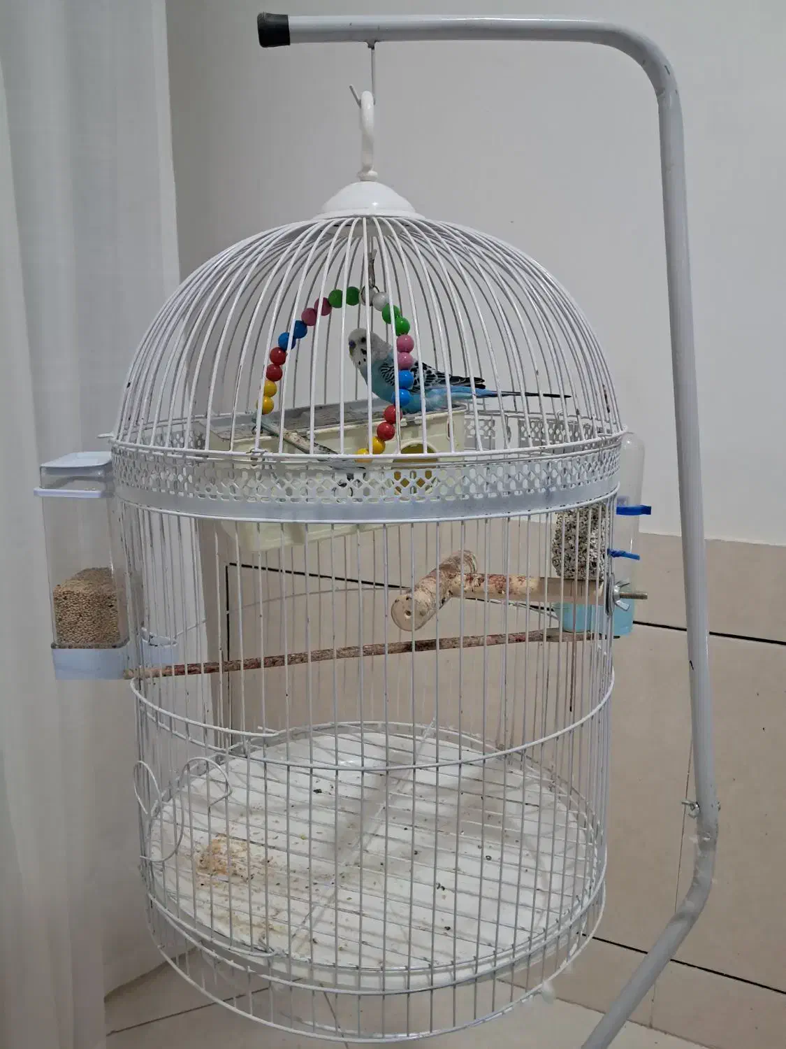 قفس پایه دار و یک عدد مرغ عشق|پرنده|فردوس (خراسان), |دیوار