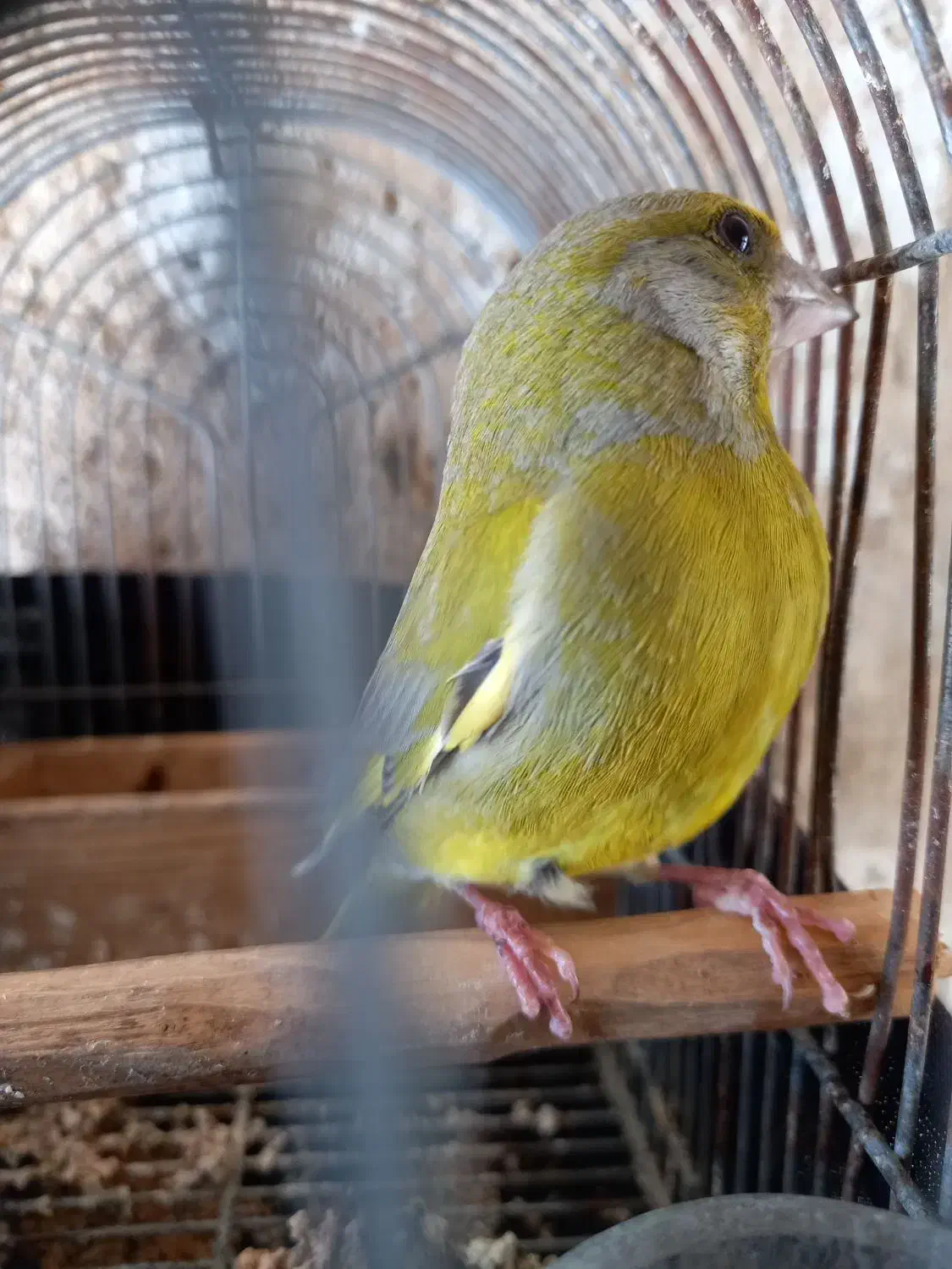 فروش سهره سبز نر درشت رام رام|پرنده|کازرون, |دیوار