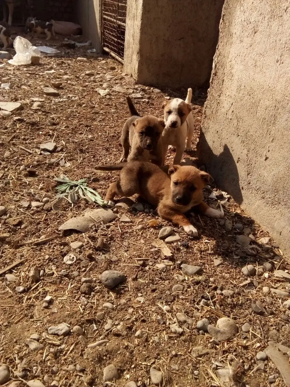 توله سرابی|سگ|پیشوا, |دیوار