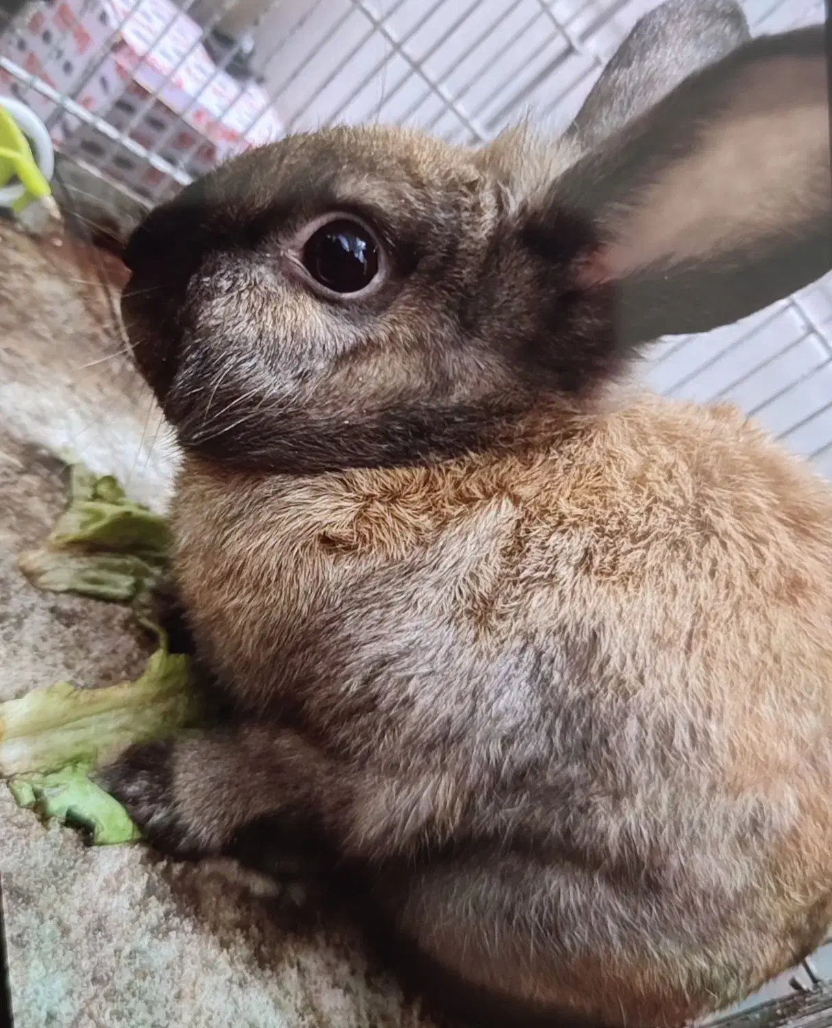 خرگوش|موش و خرگوش|بوشهر, |دیوار