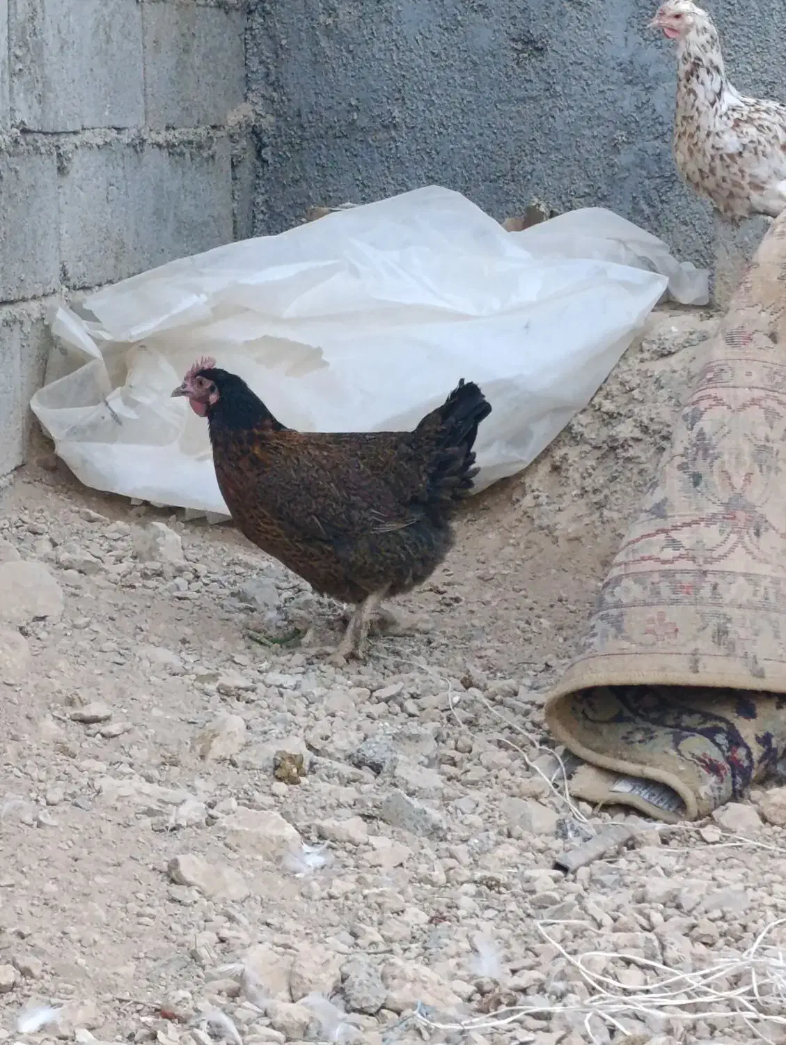 فروش و معاوضه مرغ جهادی کپ شوباغاز|حیوانات مزرعه|اصفهان, محمودآباد|دیوار