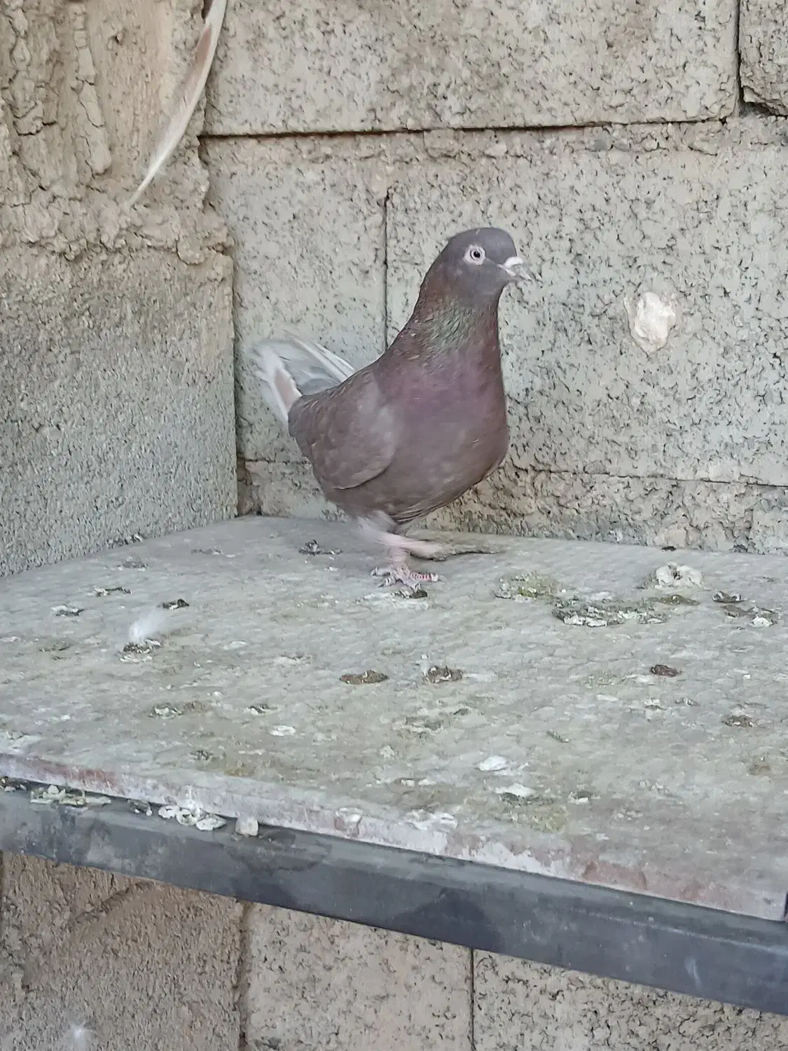 کبوتر پرشی نر و ماده|پرنده|پیر بکران, |دیوار