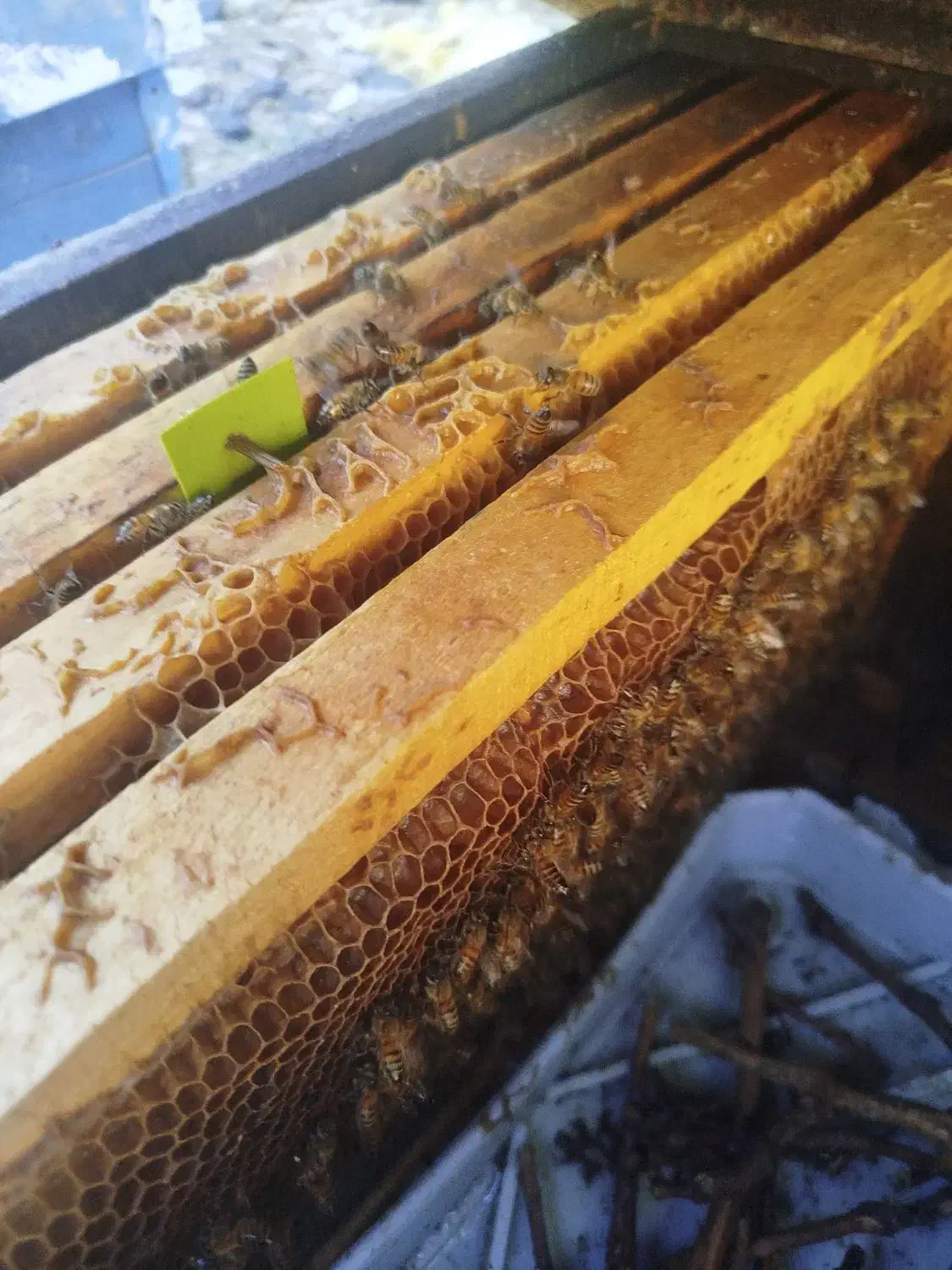 زنبور عسل|حیوانات مزرعه|کامفیروز, |دیوار