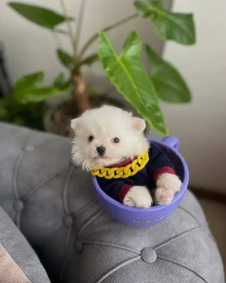 واگذاری تعدادی سگ فنجانی|سگ|کلاردشت, |دیوار