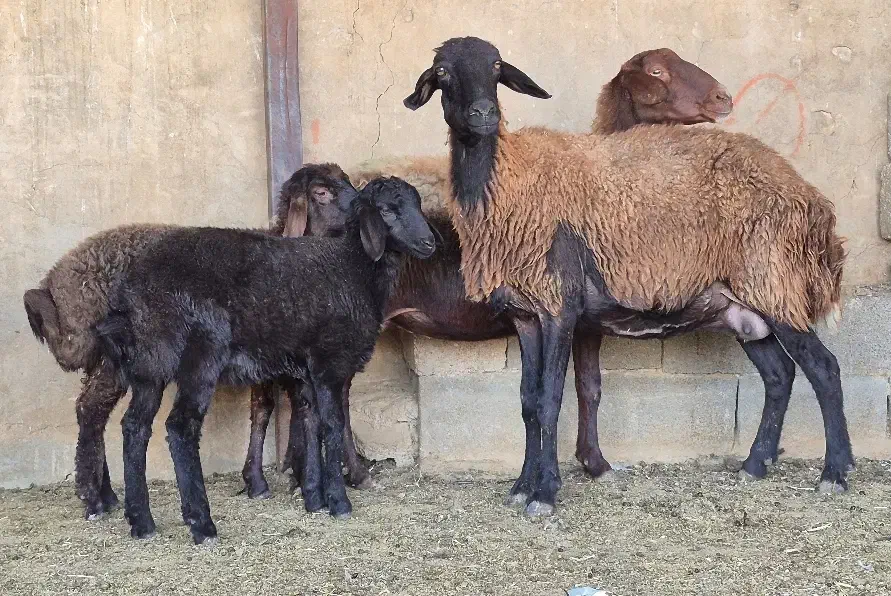 فروش ۱۲راس میش افشاری بره دار ۱۳راس بره پاشون هست|حیوانات مزرعه|طسوج, |دیوار