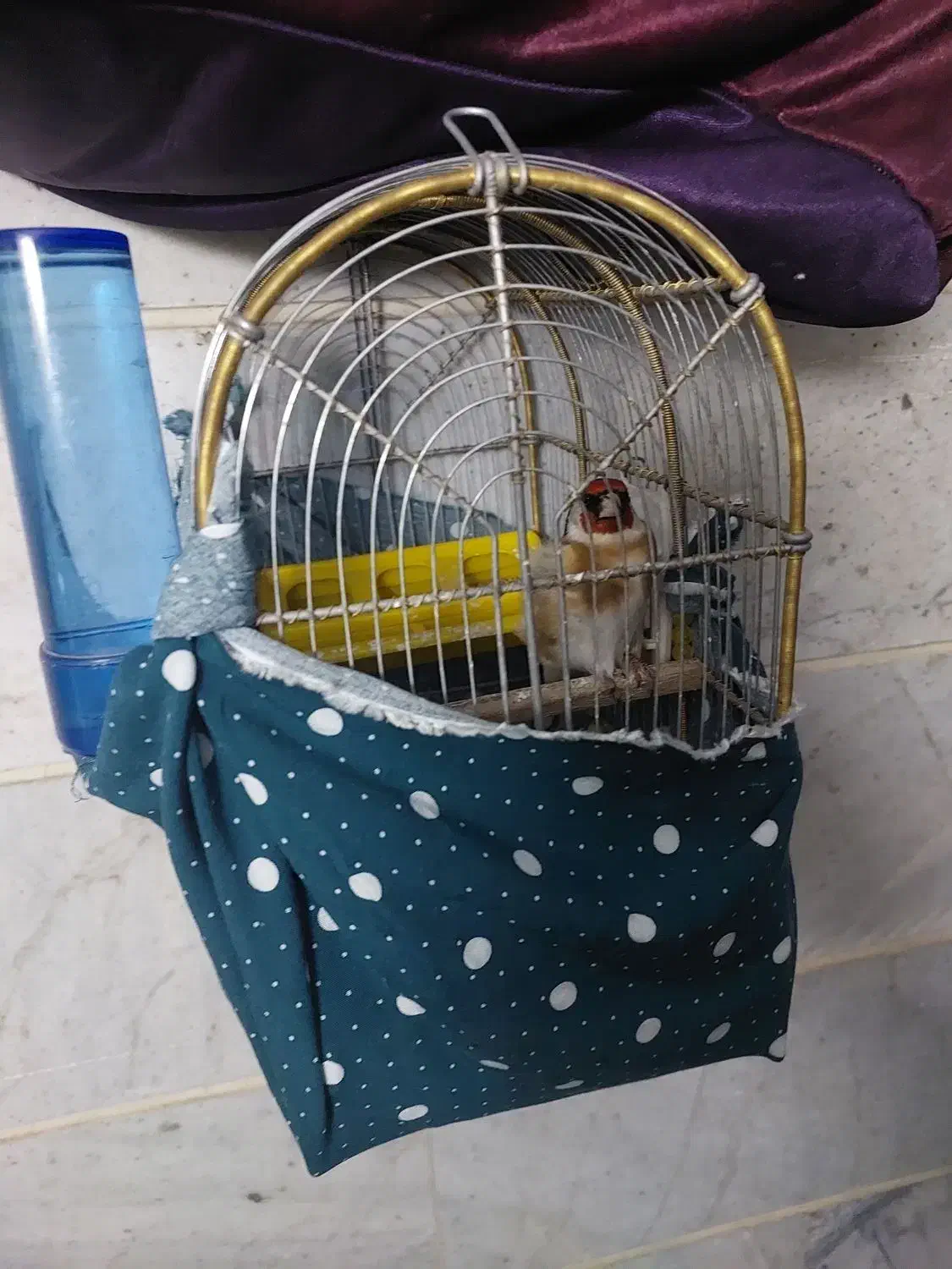 سهره نر|پرنده|مشکیندشت, |دیوار