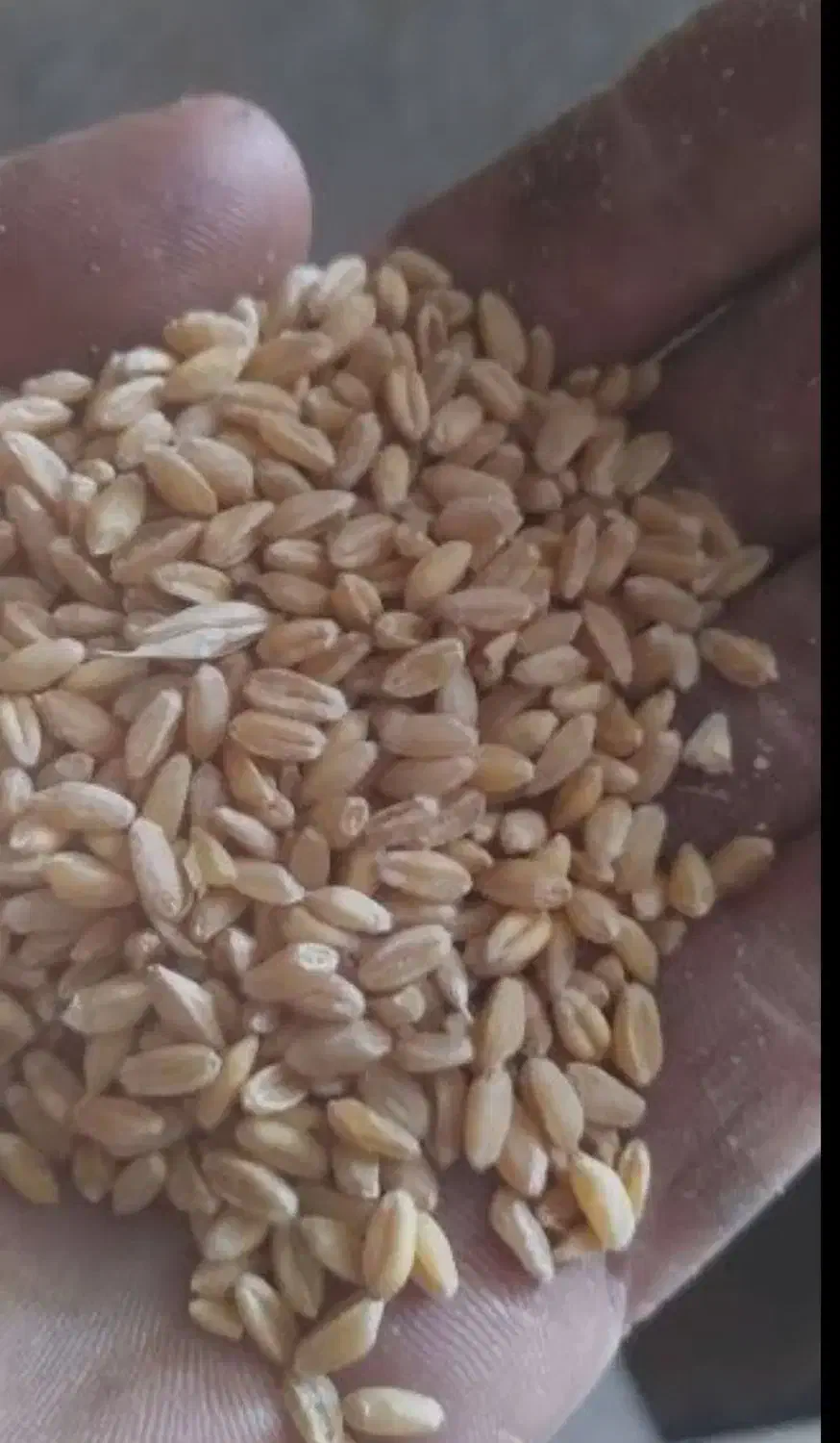 گندم|عمدهفروشی|قره چای, |دیوار