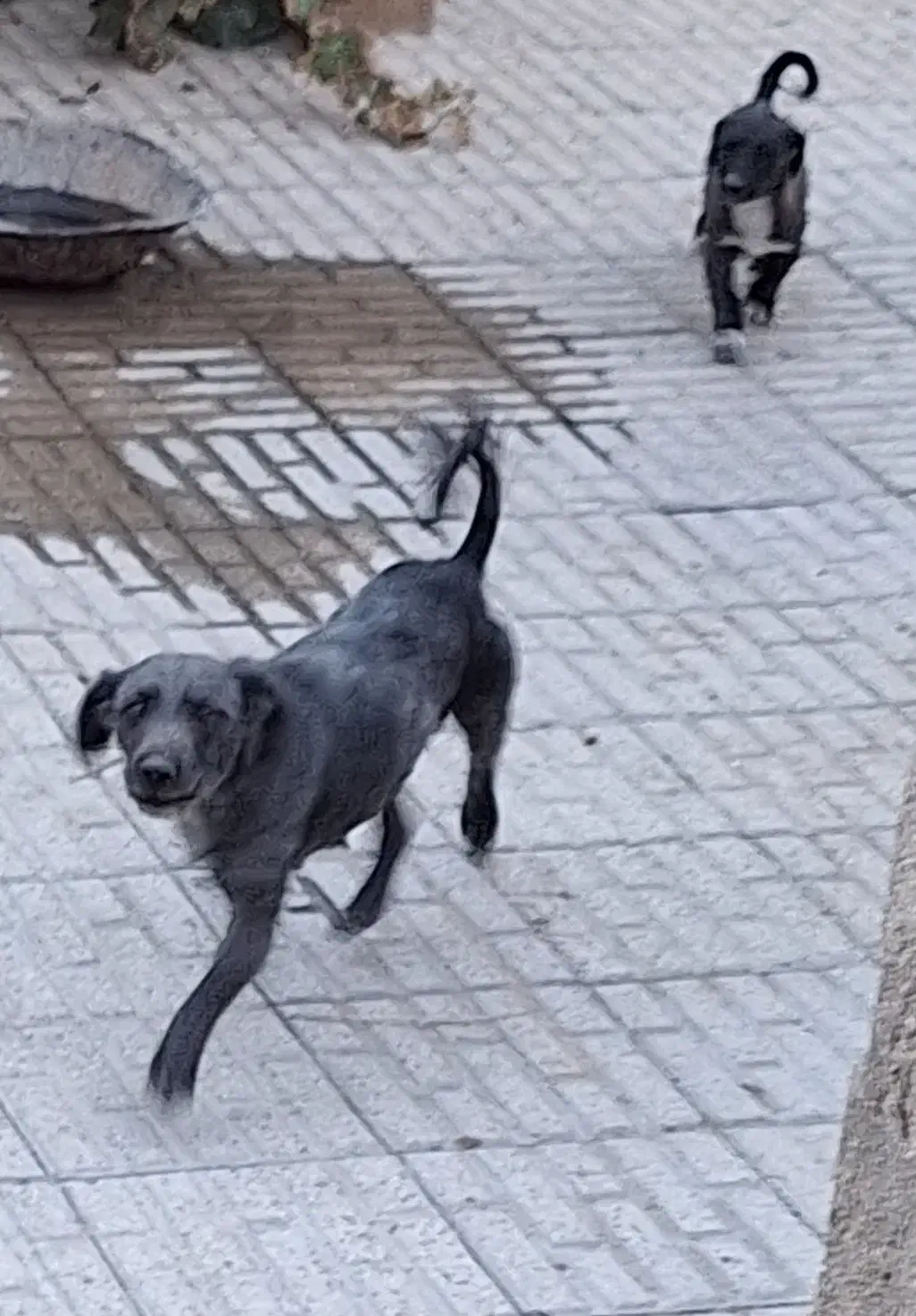 سگ و توله|سگ|شیروان (خراسان), |دیوار