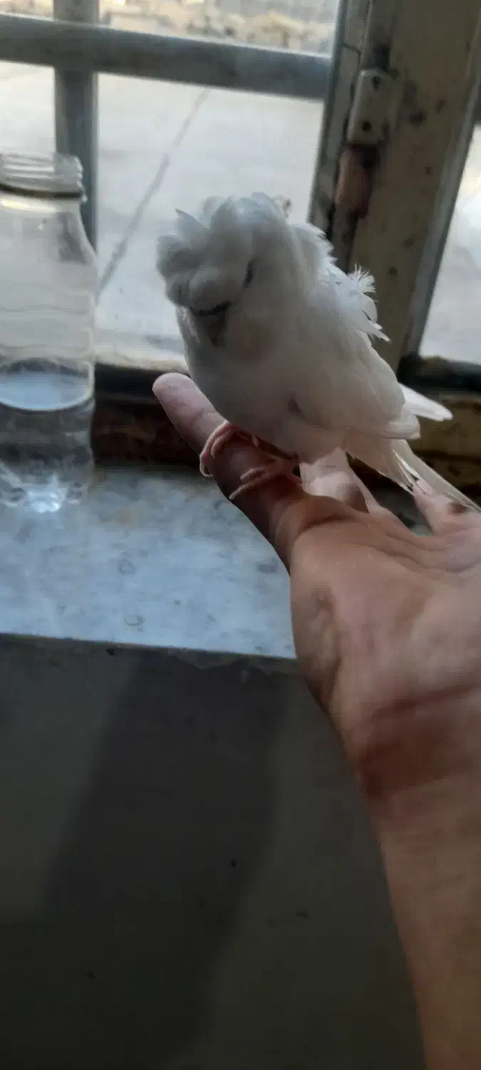 حراج|حراج|چناران, |دیوار