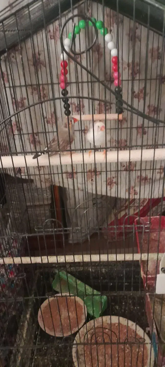 فنچ یک جفت ۱۰۰تومان|پرنده|خمینیشهر, |دیوار