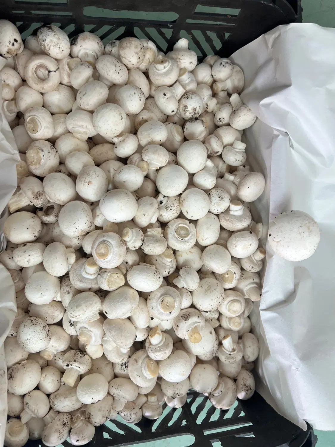 قارچ سوخاری|خوردنی و آشامیدنی|تهران, کارخانه سیمان|دیوار
