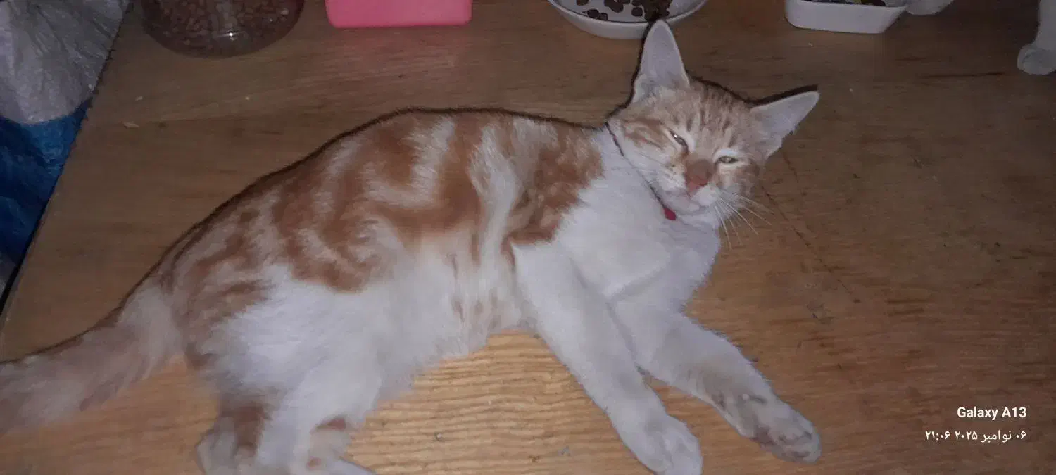 واگذاری رایگان گربه ماده زرد و سفید|گربه|قائم‌شهر, |دیوار