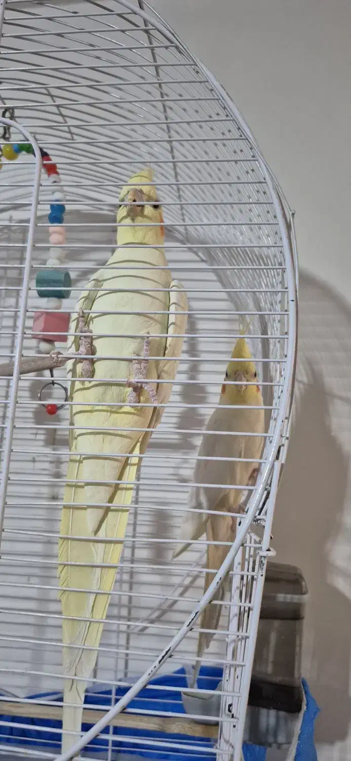 عروس هلندی|پرنده|ماکو, |دیوار