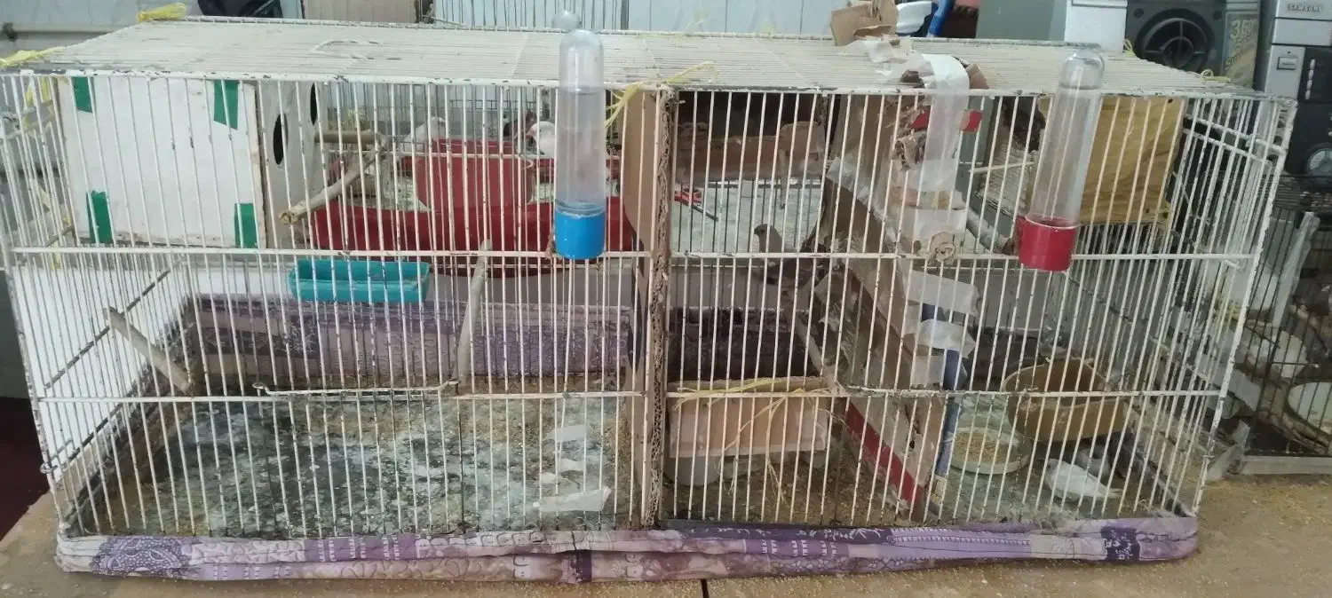 فنچ نر و ماده|پرنده|ری, دیلمان|دیوار