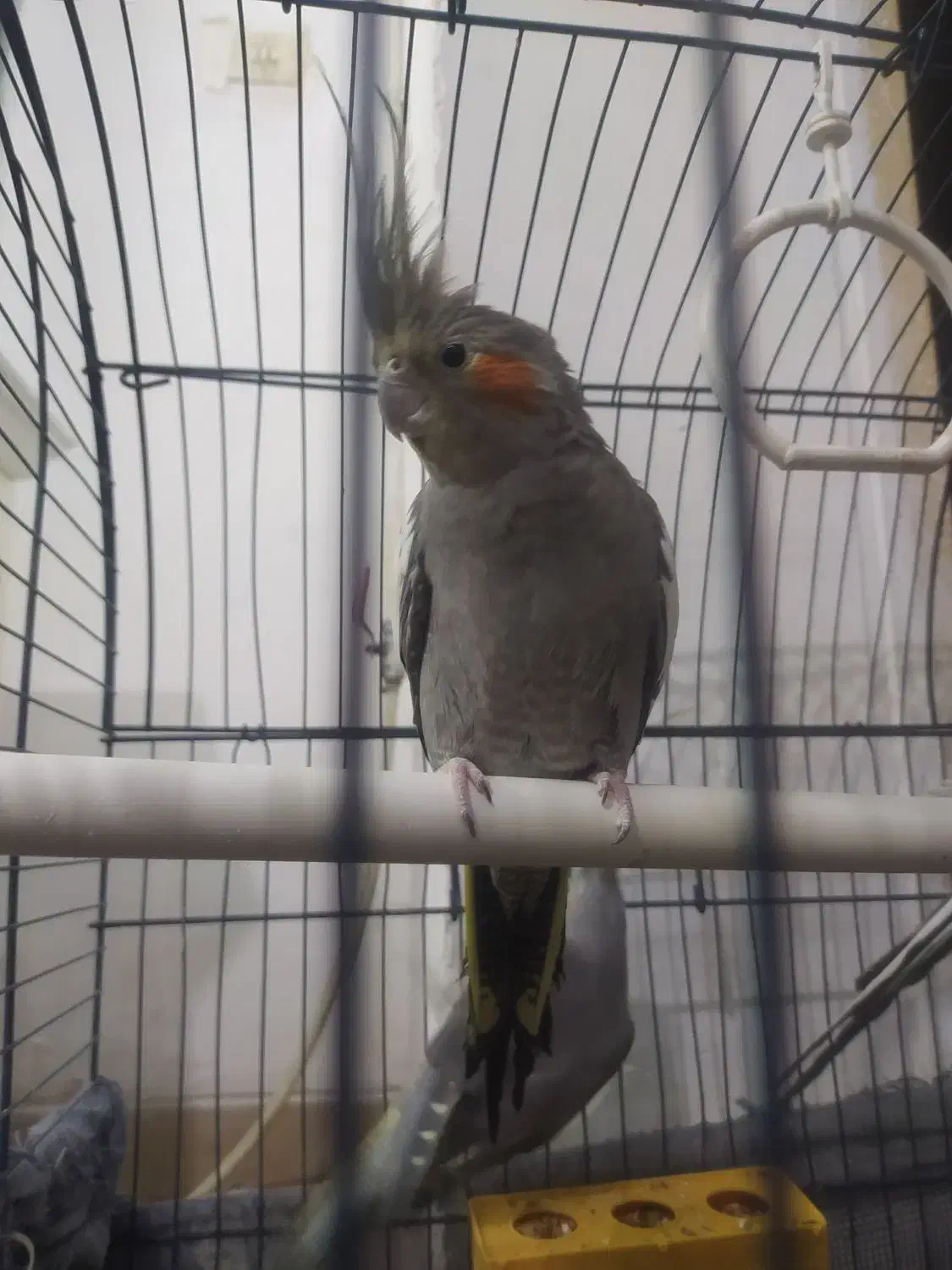 عروس هلندی|پرنده|اصفهان, بهارستان|دیوار