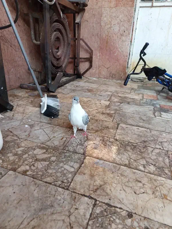 ساده افغان|پرنده|مشهد, شهید آوینی|دیوار