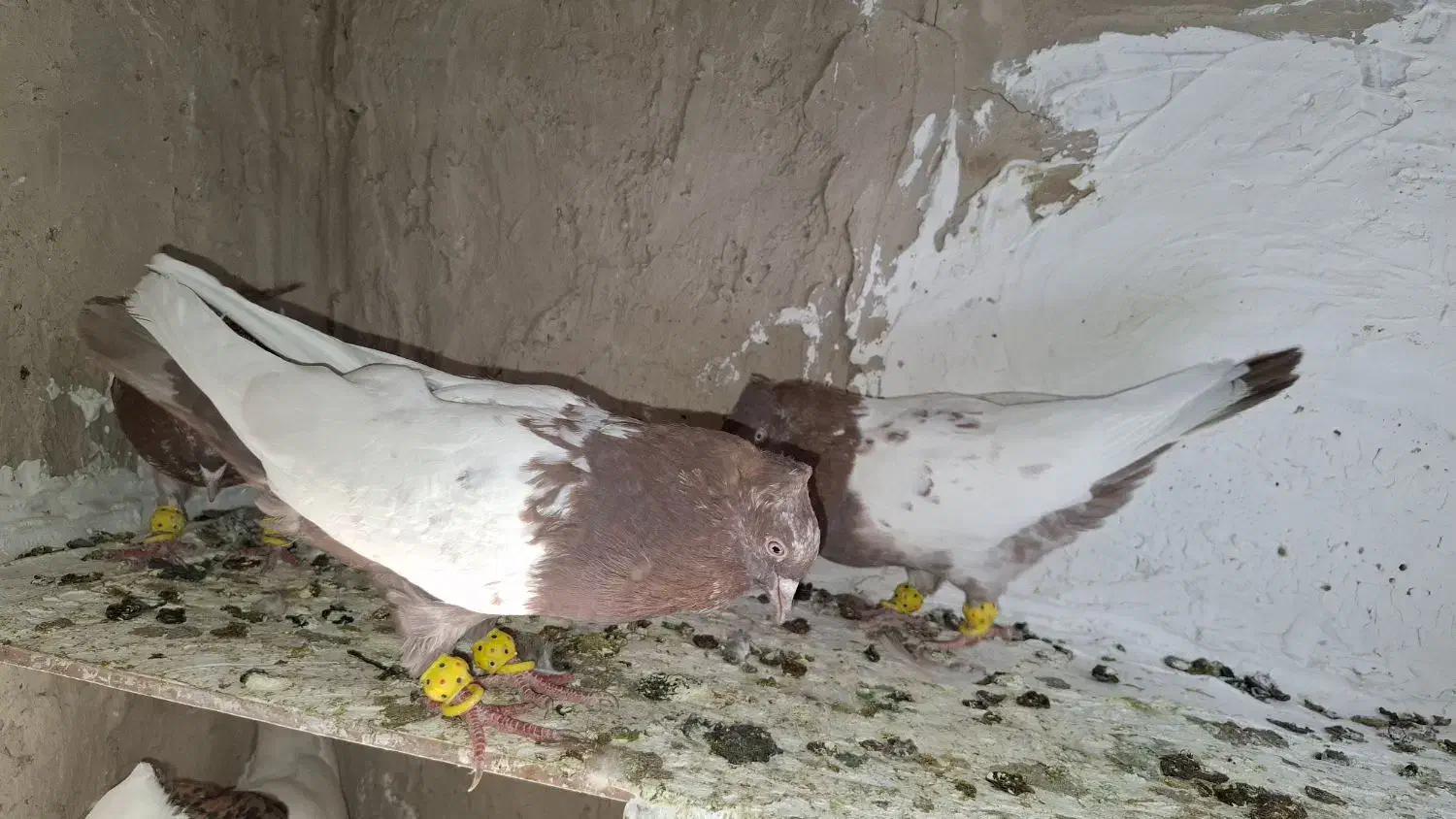 کبوتر سینه ای|پرنده|بوئین زهرا, |دیوار