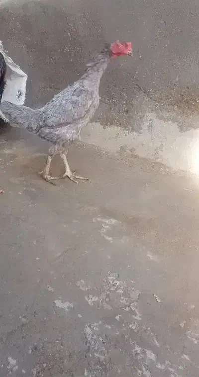 مرغ لاری|حیوانات مزرعه|بناب, |دیوار