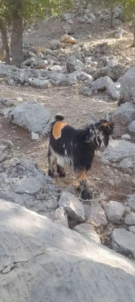 بیگ|حیوانات مزرعه|بازفت, |دیوار