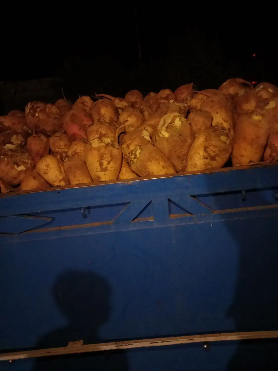 چقندر|خدمات باغبانی و درختکاری|نیشابور, دربقاضی|دیوار