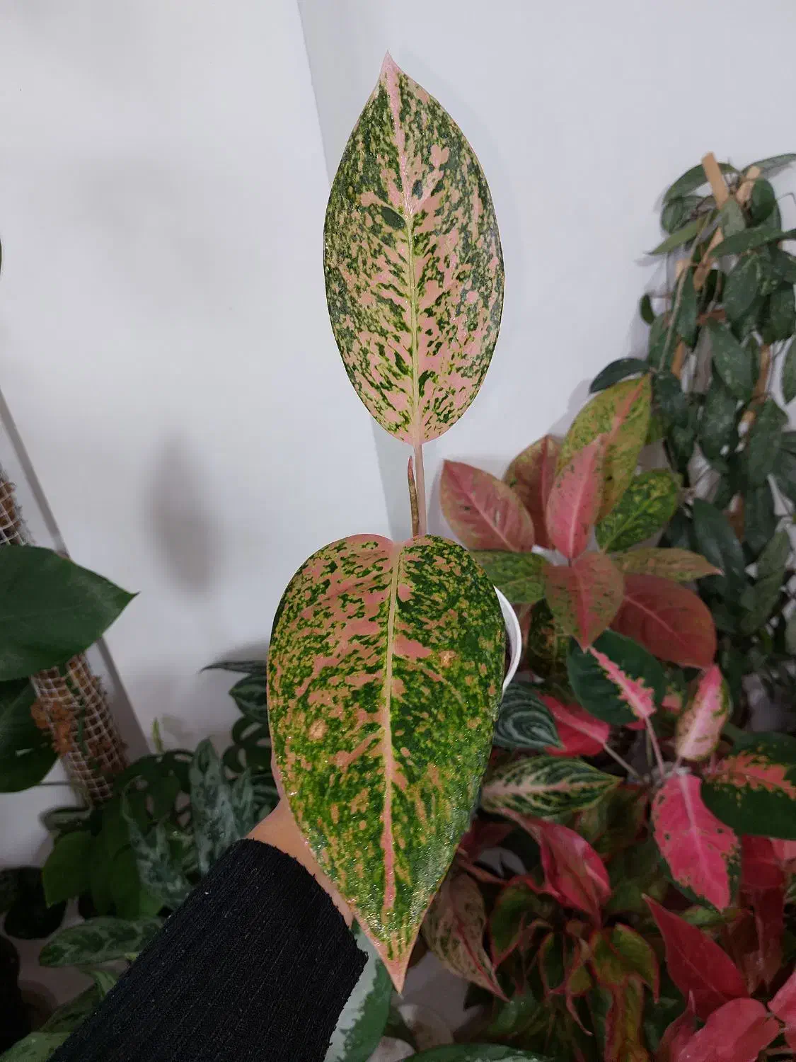 گیاهان خاص|گل و گیاه طبیعی|مراغه, |دیوار