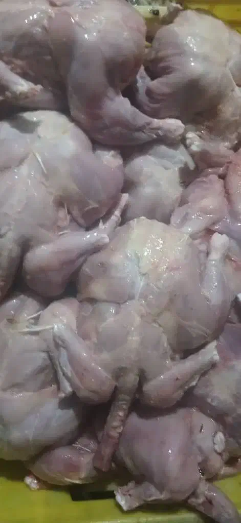 غذای سگ|لوازم جانبی حیوانات|گنبد کاووس, |دیوار