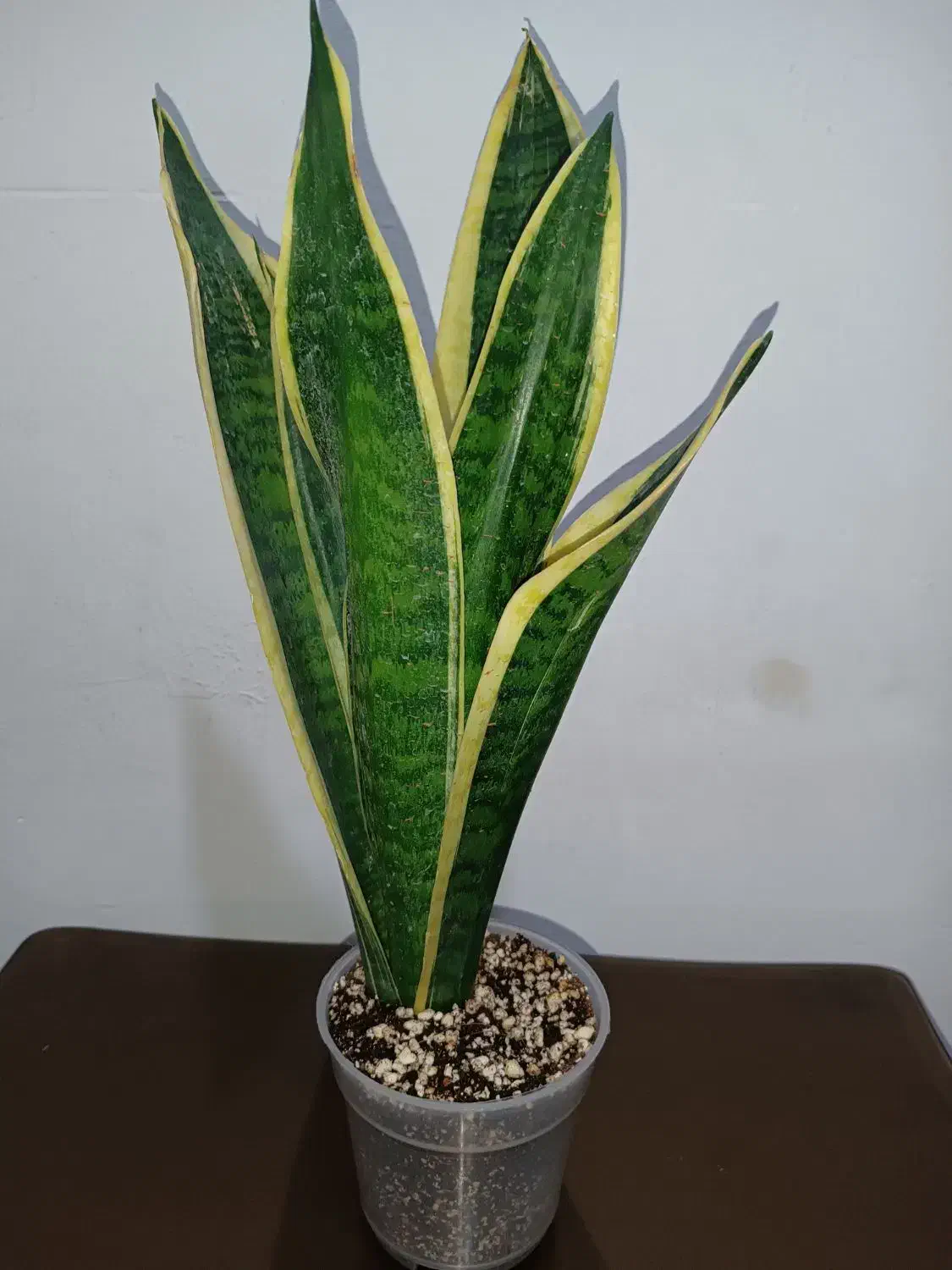 سانسوریا کرواتی ابلق|گل و گیاه طبیعی|خمینی‌شهر, |دیوار