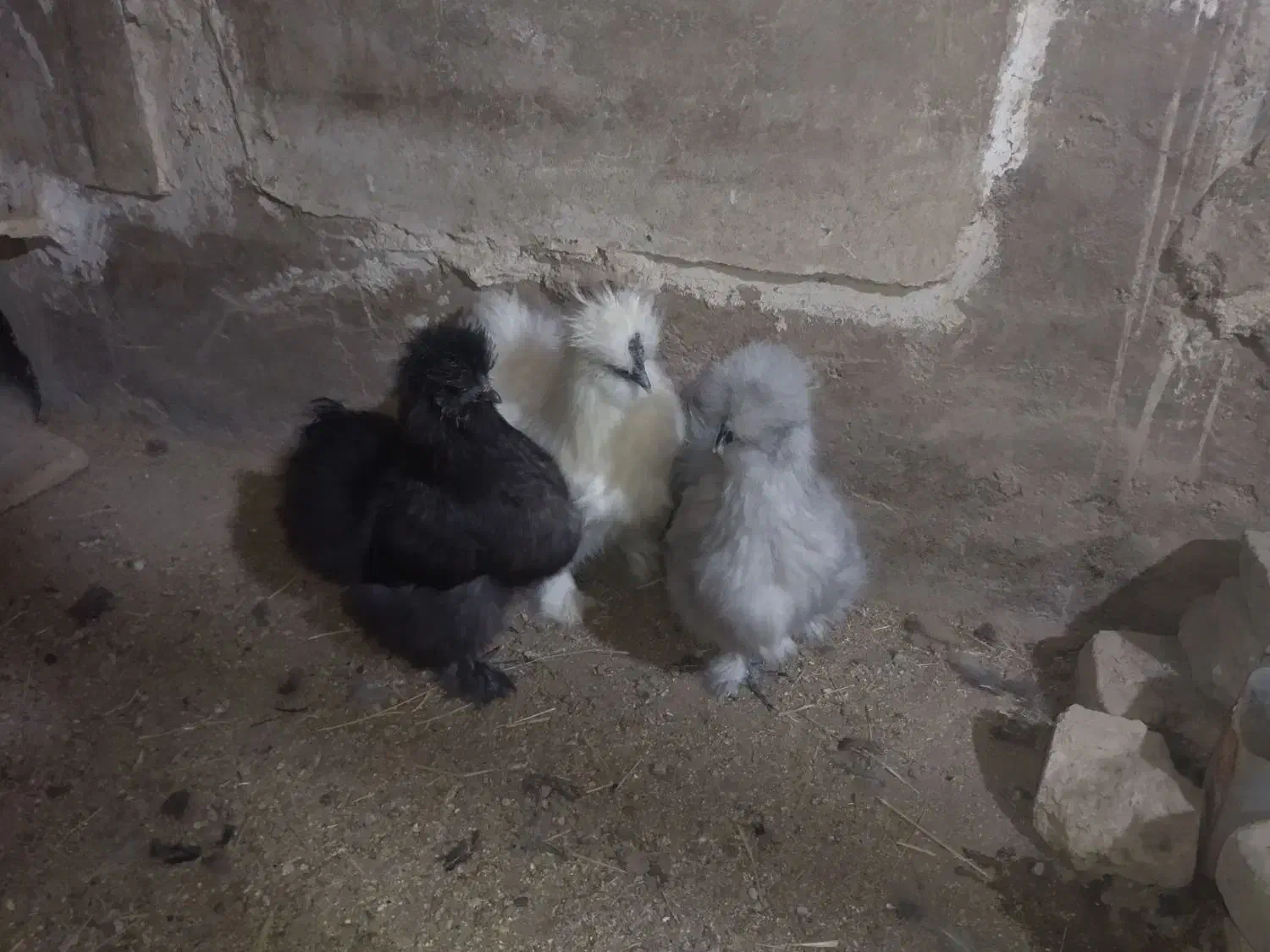 جوجه ابریشمی|حیوانات مزرعه|کاشان, کارگر|دیوار