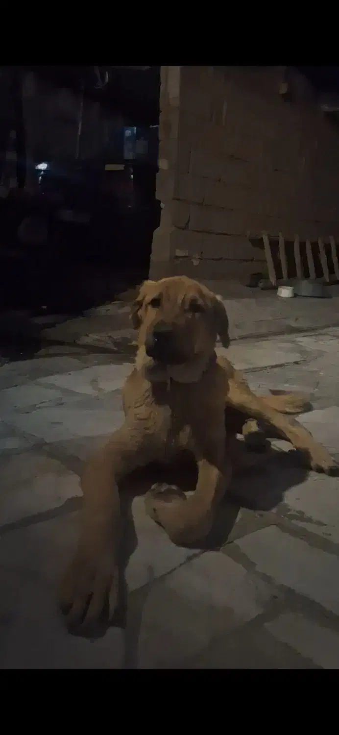 سگ پژدر|سگ|قروه, |دیوار