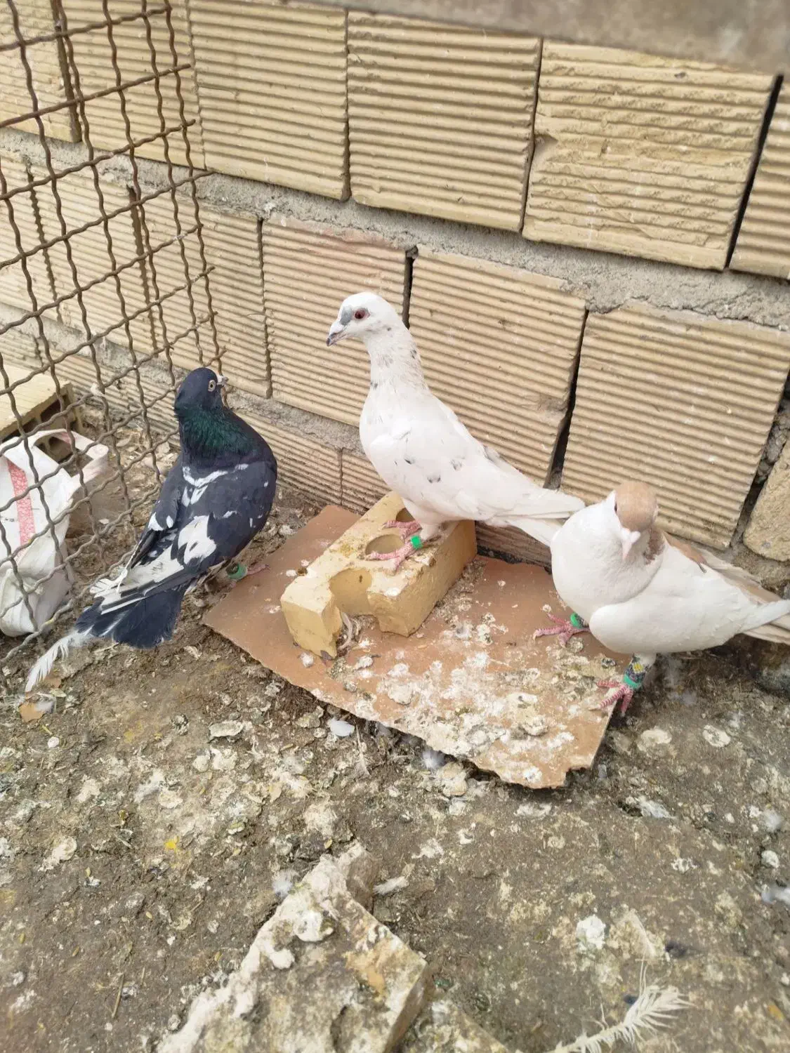 کفتر پرشی|پرنده|مشهد, امیر آباد|دیوار