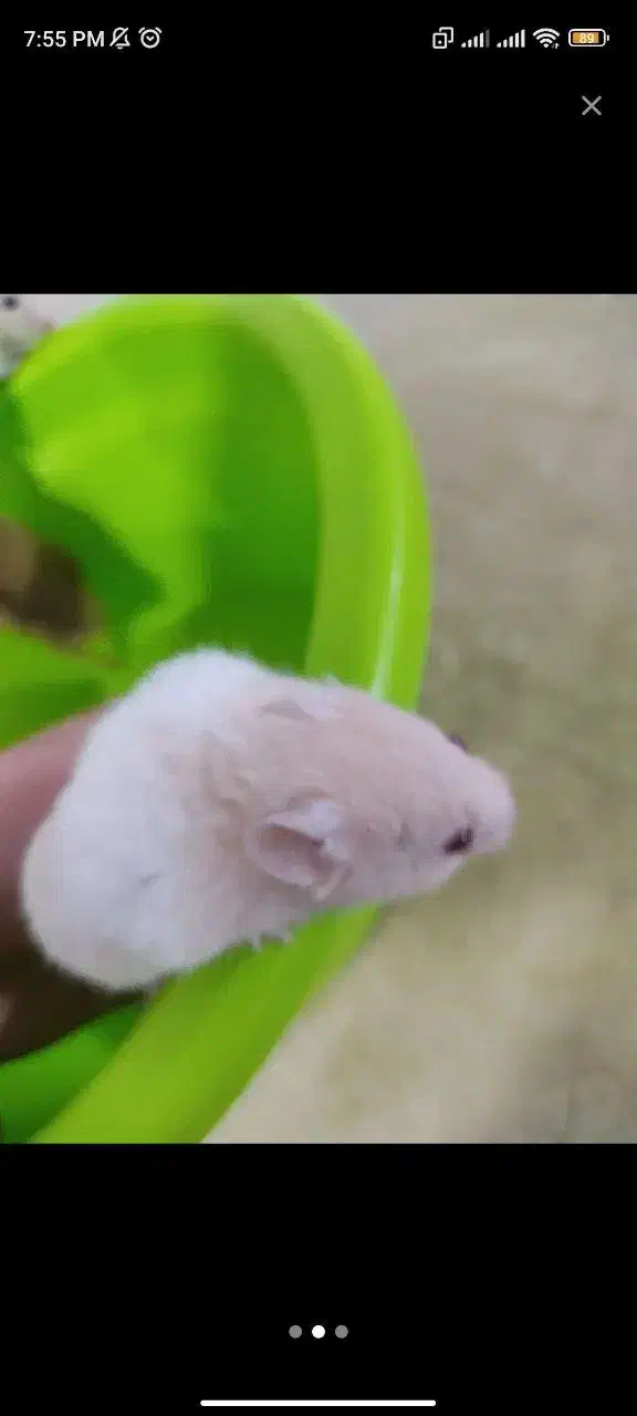 همستر نازنازی|موش و خرگوش|مشهد, گاز|دیوار