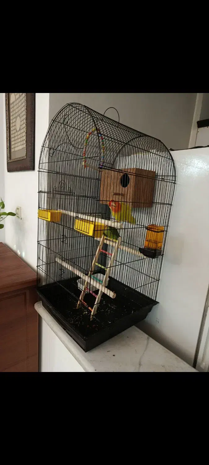 یک جفت طوطی برزیلی|پرنده|قدس, شهر‌قدس|دیوار