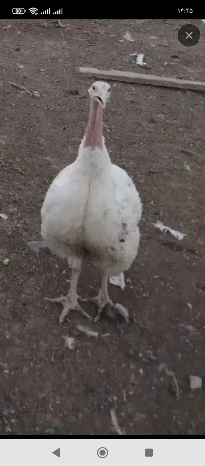 بوقلمون گوشتی|حیوانات مزرعه|سبزوار, فیاض|دیوار