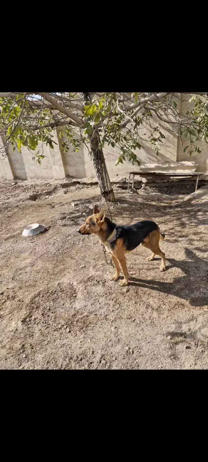 سگ ژرمن|سگ|قزوین, |دیوار