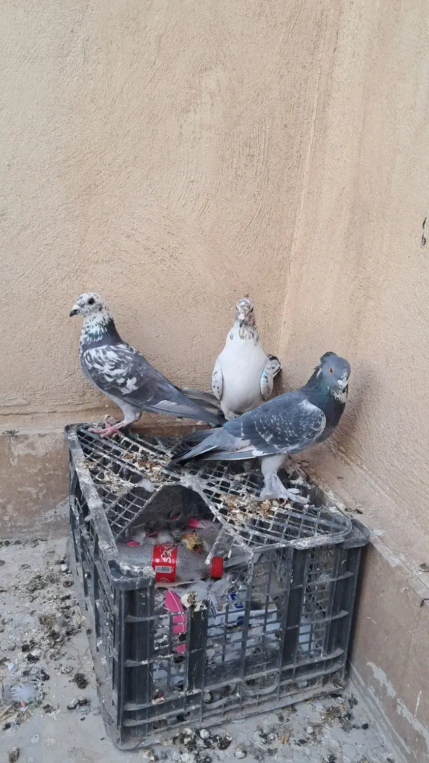 سرور بلژیکی مسافتی اصل|پرنده|قم, حاج زینل|دیوار