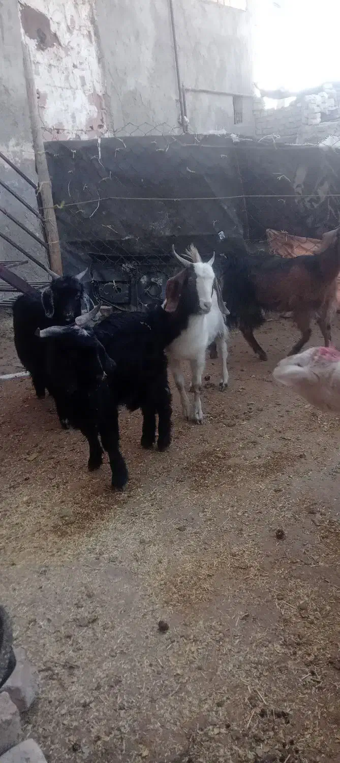 بزغاله نر کیلویی ۲۶۰ هزار|حیوانات مزرعه|بجنورد, |دیوار