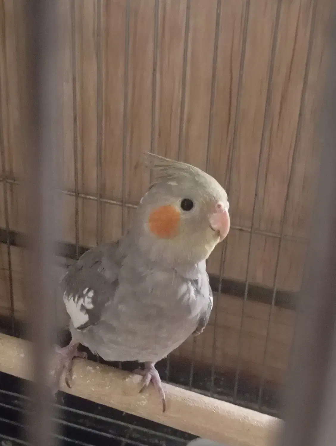 عروس هلندی ۴ ماهه سخن گو|پرنده|تهران, افسریه جنوبی|دیوار