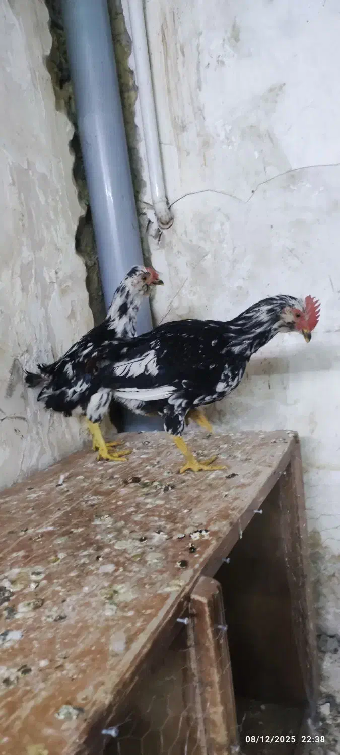 مرغ و خروس گلین|حیوانات مزرعه|قم, شهرک مهدیه (مدرس)|دیوار